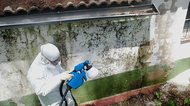 Top rated local Mold Remediation specialists in Turbotville, PA